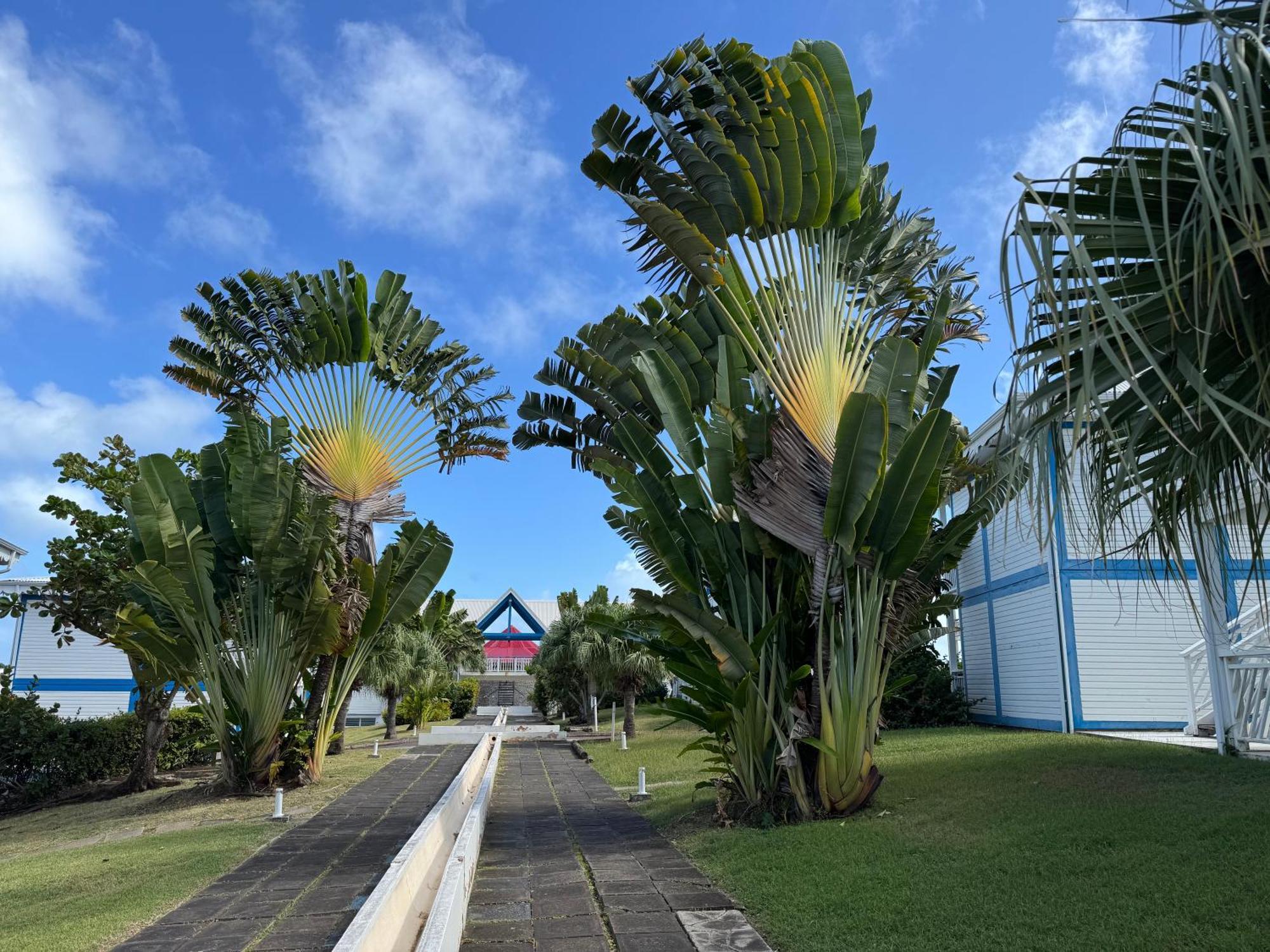 Ticarbets T3 - Residence Manganao - En Bord De Plage Saint-Francois (Grande-Terre) Exterior foto